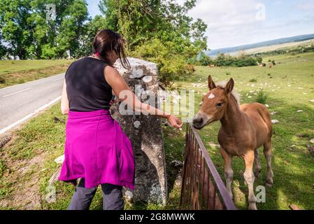 young mare free in green field Stock Photo