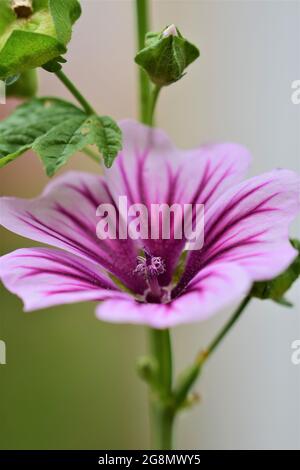 Close up of a zebra mallow blossom Stock Photo