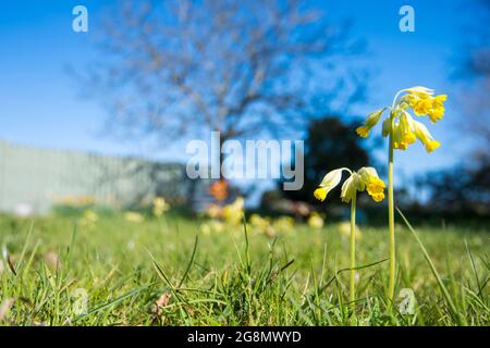 Cowslips (Primula veris) growing in a garden Stock Photo
