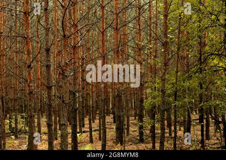 Autumnal pine forest. Abstract natural background with tall young trees of pine, and some bright leaves among them. Stock Photo