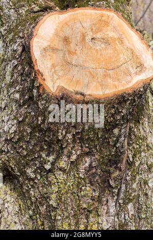 Sawed off branch wound on Acer rubrum 'Schlesingeri' - Red Maple tree Stock Photo