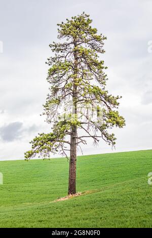 Palouse, Washington, USA. Ponderosa pine in wheat field in the Palouse hills. Stock Photo