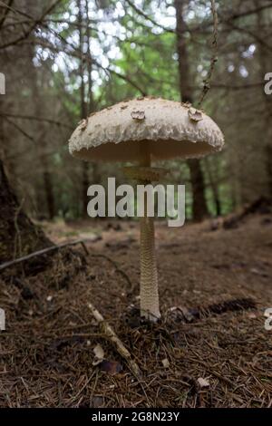 Detail of parasol mushroom on forest ground from low angle view in german forest Stock Photo