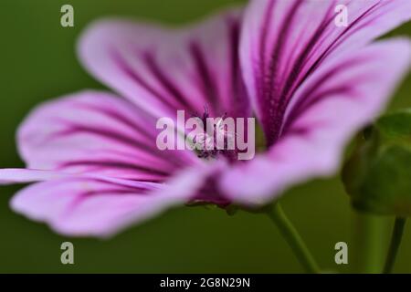 Close up of a zebra mallow blossom Stock Photo