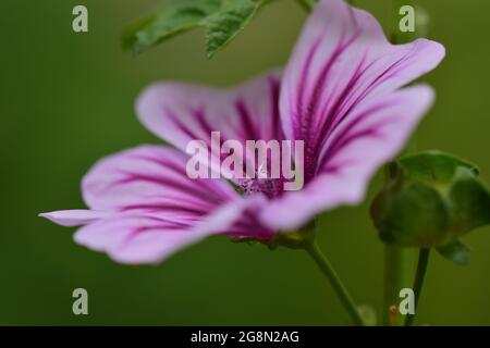 Close up of a zebra mallow blossom Stock Photo