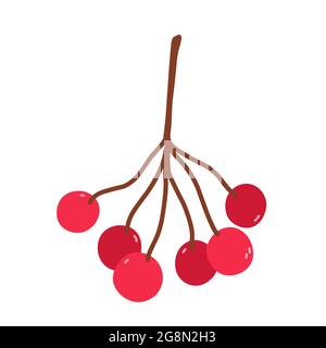 Bunch of viburnum berries isolated on white background. Vector hand-drawn illustration in cartoon flat style. Perfect for your project, cards, logo, decorations. Stock Vector
