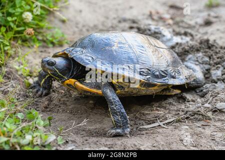 A Red eared slider turtle spreads her front legs for leverage as she digs a nest cavity with her rear feet at a Washington State lake Stock Photo