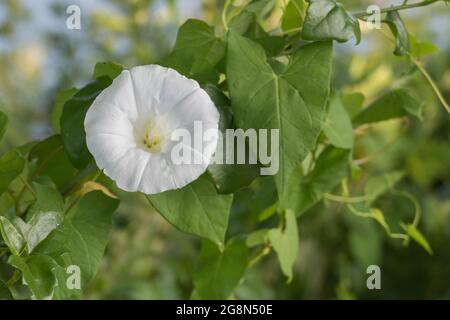 Calystegia sepium flower with sunlight in summer outdoors Stock Photo