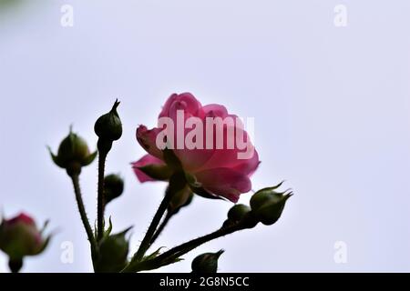 Close up of pink rose blossom on the bush Stock Photo