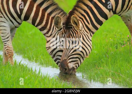 Two Zebras Drinking Water in Green Field