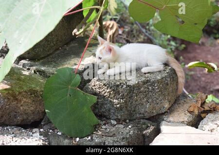 Small white and ginger kitten resting on a rock beneath large green leaves in an outdoor garden Stock Photo