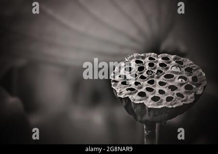 A lotus seed pod begins to dry out in the Charles Wood Japanese Garden, July 20, 2021, in Mobile, Alabama. Stock Photo