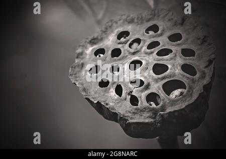 A lotus seed pod begins to dry out in the Charles Wood Japanese Garden, July 20, 2021, in Mobile, Alabama. Stock Photo