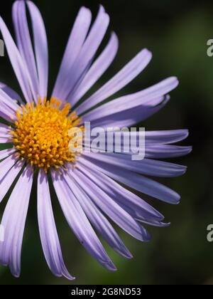 Symphyotrichum novae-angliae is a species of flowering plant in the daisy family (Asteraceae) commonly known as New England aster, hairy Michaelmas-da Stock Photo