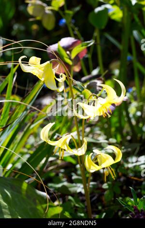 Yellow flowered Erythronium americanum Pagoda (Trout Lilly) in a spring garden April UK Stock Photo