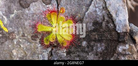 Single plant of  the carnivorous plant Drosera trinervia taken in the Bain's kloof in the Western Cape of South Africa Stock Photo