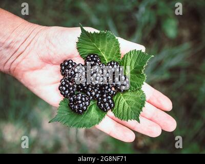 Hand of caucasian female with fresh blackberries and green leaves. Overhead shot. Blurry background. Stock Photo