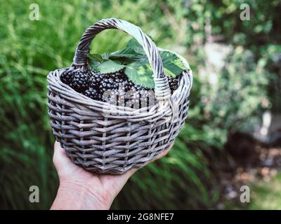 Hand of caucasian female holds basket with fresh blackberries and green leaves. Blurry background. Stock Photo