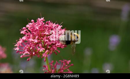 Bumblebee pollinating on red valerian flower Stock Photo