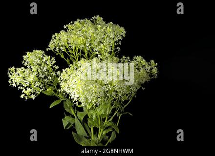 Plant, lepidium Draba, Cardaria draba, Nasturtium draba, Cochlearia draba, Hoary cress, heart-podded hoary cress, whitetop, perennial peppergrass, bla Stock Photo