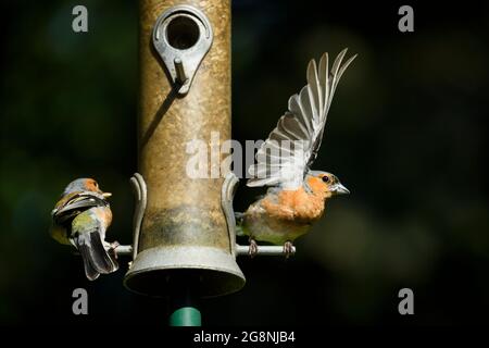 2 sunlit male adult bullfinches (colourful plumage) sitting perched either side of garden bird feeder (1 about to fly away) - West Yorkshire, England. Stock Photo