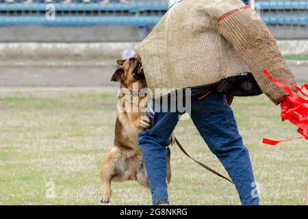 Guard dog training. Step 5. Figurant and German shepherd dog. Pet attacks  person in special protective clothing. Service dog training. Side View. Ser Stock Photo