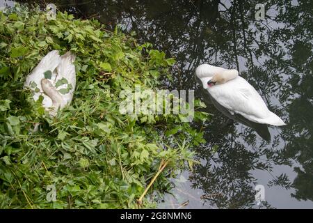 Swans on the lake, Oasi naturale al 'Fossett' di Dervio, Como Lake, Lombardy, Italy, Europe Stock Photo