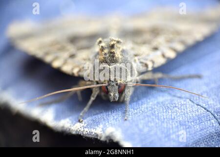 Macro detail of the head of Mormo maura, moth of the Noctuidae family. Located in an old abandoned building in La Rioja, Spain. Stock Photo
