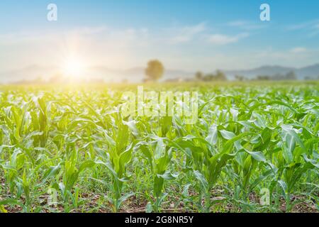 View of corn field at sunrise background. Agriculture countryside landscape. Focus on foreground Stock Photo