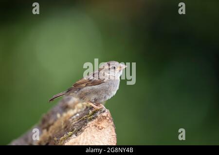 House Sparrow; Passer domesticus; Juvenile; UK Stock Photo