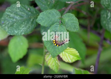Vapourer (Orgyia antiqua) Thompson Common Norfolk GB UK June 2021 Stock Photo