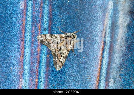 Oak Beauty Moth; Biston strataria; on Blue Pot; UK Stock Photo