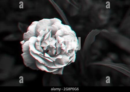 Single rose on dark background with glitch effect in black and white Stock Photo