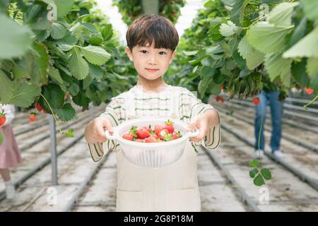 happy Asian boy picking strawberries in farm Stock Photo