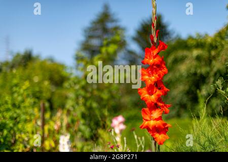 Gladiolus flower on a green background. A beautiful specimen of Gladiolus communis ssp. byzantinus, photographed in the morning sun.Beauty in natur. Stock Photo