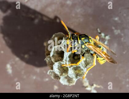 The wasp queen builds a nest under the roof of the house Stock Photo