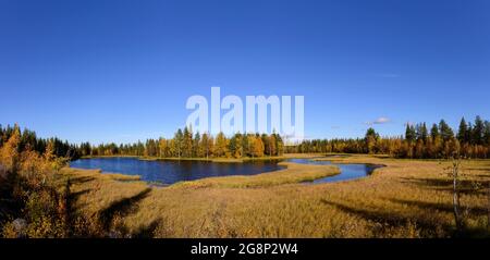 Lake and green vegetation along the road to Muddus National Park in northern Sweden during late summer Stock Photo