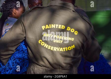 Painted Dog Conservation Anti-Poaching Unit ranger in Hwange, Zimbabwe. PDC works to protect highly endangered painted dogs, also known as African wild dogs, painted wolves and Cape hunting dogs. Stock Photo