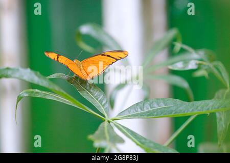 Julia Butterfly also called Dryas iulia Stock Photo