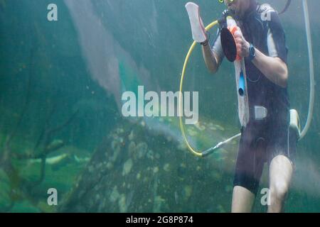 Diver cleaning the glass of an underwater aquarium Stock Photo