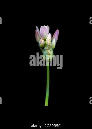Close-up image of a flower head of Allium roseum, showing buds beginning to emerge from the papery calyx. Stock Photo