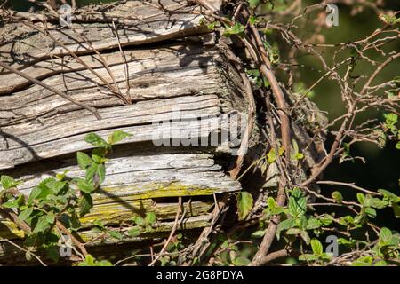 New green shoots grow through the cracks in a dead tree Stock Photo