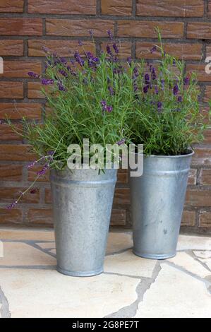 lavender flowers in metal pots Stock Photo