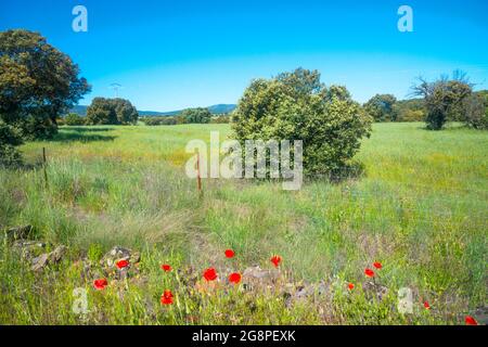 Spring landscape. Valle de Alcudia Nature Reserve, Ciudad Real province, Castilla La Mancha, Spain. Stock Photo