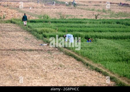 A man and boys harvest a green pasture crop from a field irrigated from the Nile River at Luxor in Egypt. Stock Photo