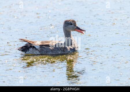 A Female Gadwall (Mareca strepera) swimming and foraging in a colorful pond in Marismas del Odiel, Huelva, Andalusia, Spain Stock Photo