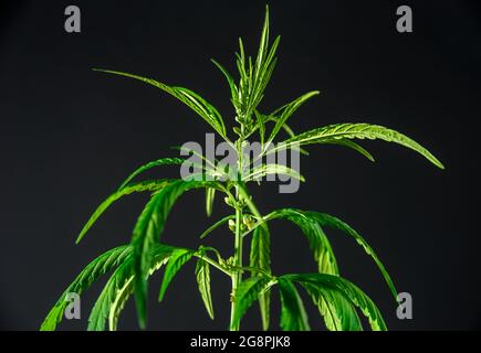 Cannabis plant with leaves and seeds close up on black background Stock Photo