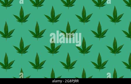 Cannabis green leaves pattern on green background Stock Photo