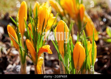 Gentle yellow Crocus flowers on the wild field with a dew drops. Summer herbal and flowers backgrounds Stock Photo