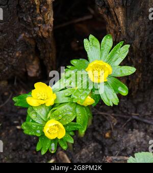 Bright yellow Winter Aconites (Eranthis hyemalis) UK February Stock Photo